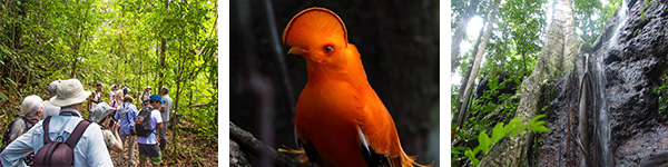 © Jalvoyages - sentier de la reserve tresor - groupe kuoni 2019 / Coq-de-roche - rupicola rupicola / Falaise de ficus - route de kaw © Jalvoyages - sentier de la reserve tresor - groupe kuoni 2019 / Coq-de-roche - rupicola rupicola / Falaise de ficus - route de kaw