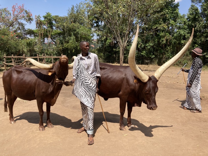 Vaches sacrées aux cornes impressionnantes, dans l’ancien palais royal rwandais, à Nyanza, au sud de Kigali. - Photo JFR Vaches sacrées aux cornes impressionnantes, dans l’ancien palais royal rwandais, à Nyanza, au sud de Kigali. - Photo JFR